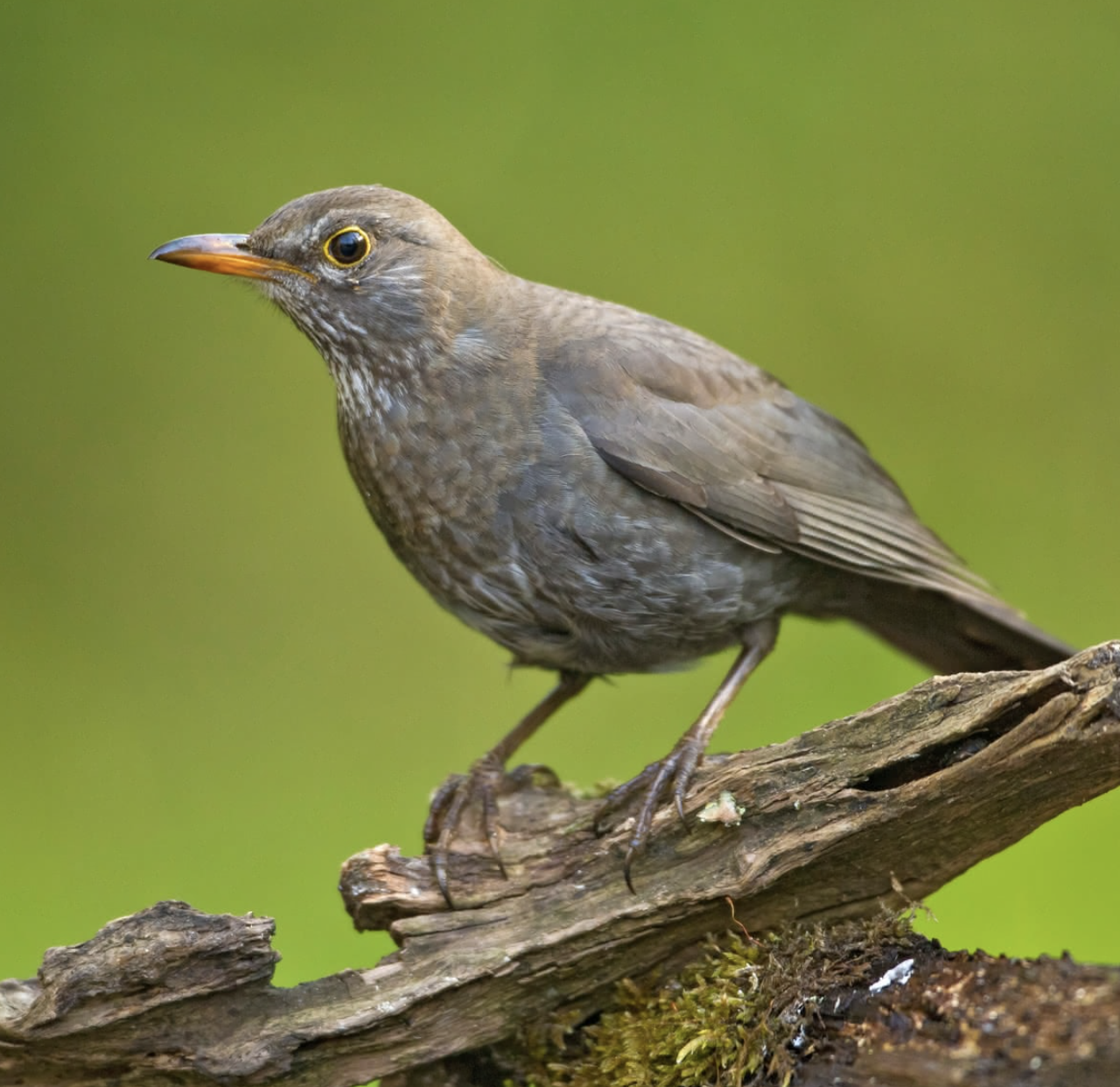 Hören Sie den Klang des Frühlings?