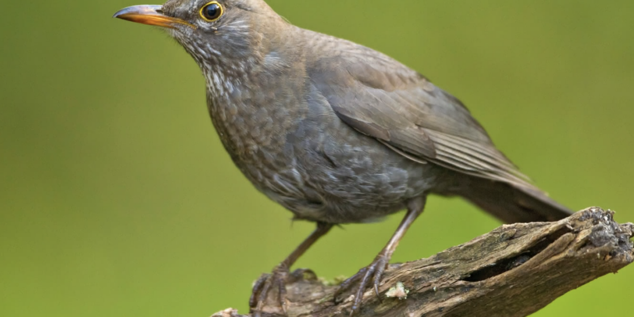 Hören Sie den Klang des Frühlings?